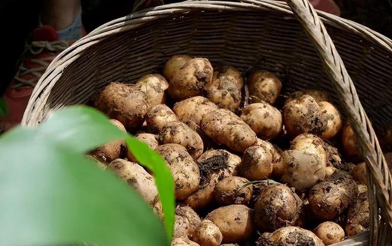 土豆的世界分工 为何中国视之为蔬菜，而欧美奉其为主粮？